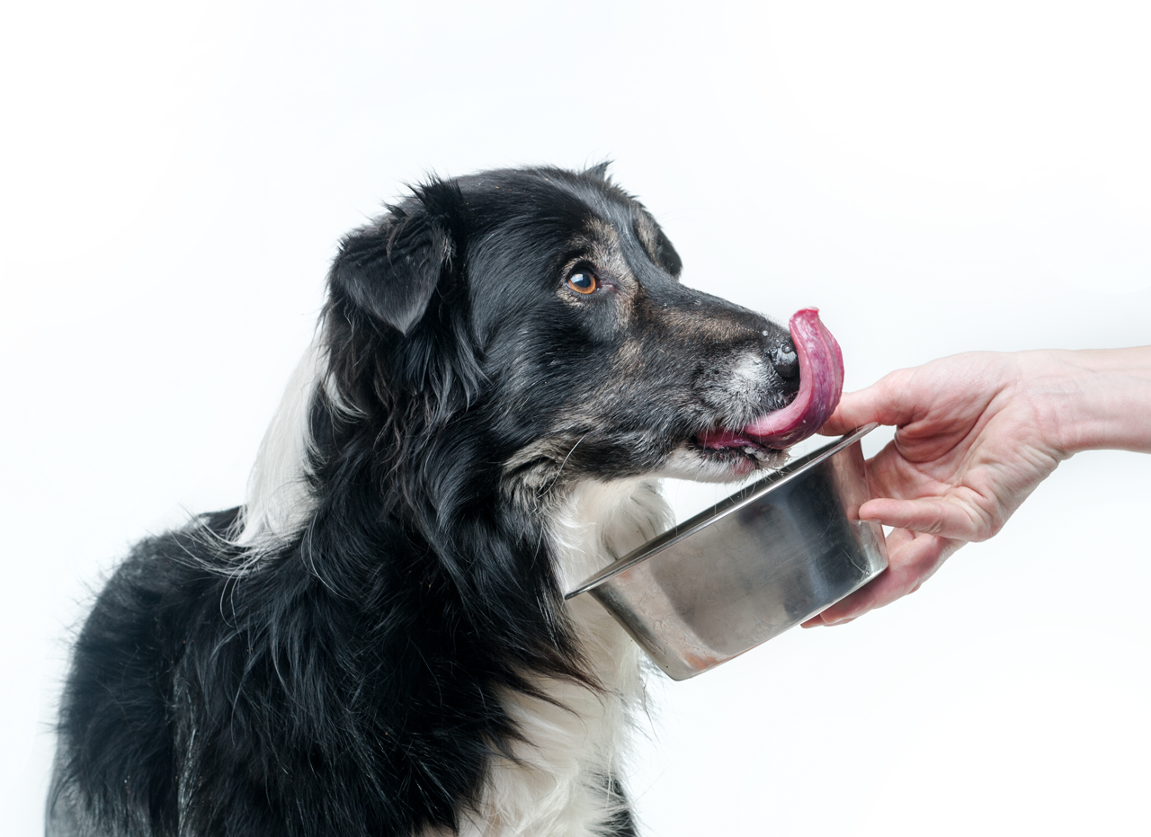 P&oacute;ster alimentaci&oacute;n cachorro